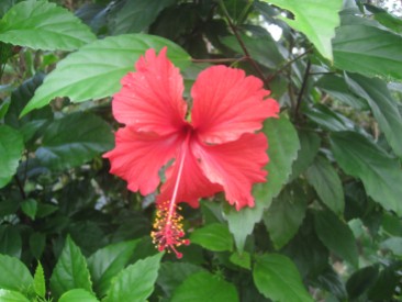 Tropical Hibiscus of all colors can be found around the island.